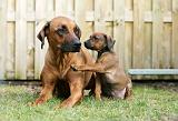 RODESIAN RIDGEBACK 227